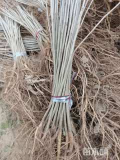 高度50厘米紫穗槐