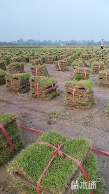 草卷状中华结缕草