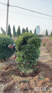 冠幅180厘米大叶黄杨球