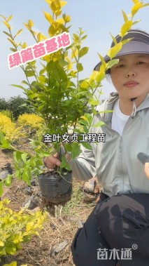 高度30厘米金叶女贞