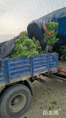 冠幅80厘米大叶黄杨球