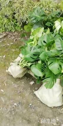 40厘米龟背竹