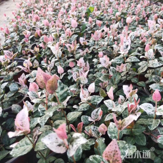 15厘米花叶络石