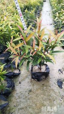 高度20厘米红车