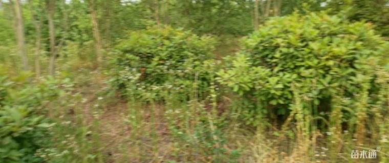 冠幅150厘米红叶石楠球