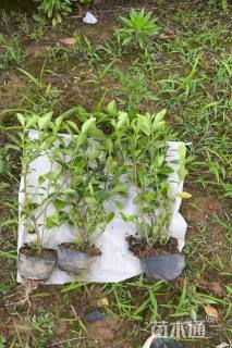 高度50厘米栀子