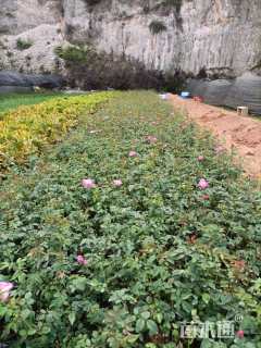 高度20厘米丰花月季