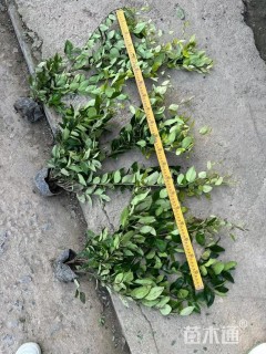 高度40厘米金森女贞