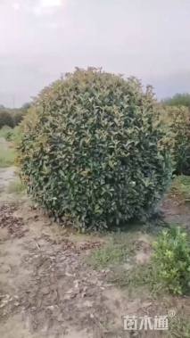 冠幅160厘米红叶石楠球