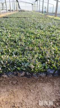 高度15厘米筋骨草