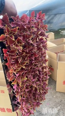 高度10厘米彩叶草