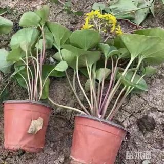 高度40厘米大吴风草