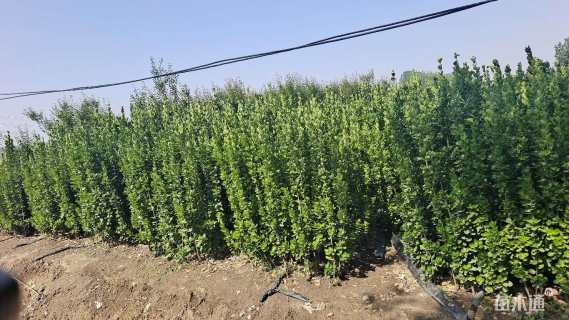 高度160厘米北海道黄杨