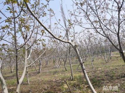 高度3000厘米果石榴