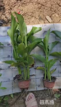 高度50厘米红花美人蕉