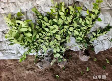 高度60厘米金森女贞