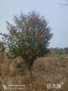 12公分木瓜海棠