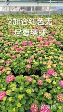 高度50厘米八仙花