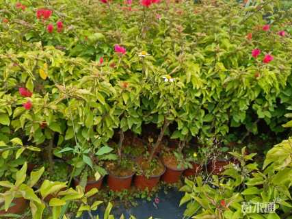 高度50厘米三角梅