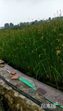 高度40厘米黄菖蒲