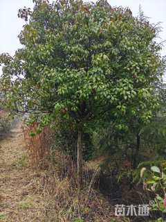 10公分红叶石楠