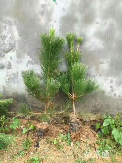 高度60厘米油松小苗