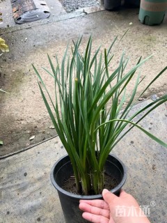 高度25厘米紫娇花