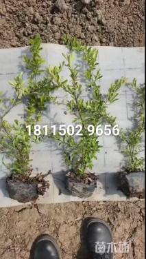 高度40厘米火棘