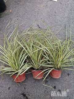 高度30厘米金叶苔草