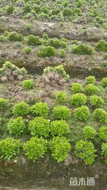 高度17厘米矮婆鹃