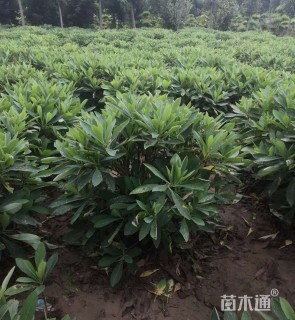 高度150厘米结香球