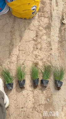 高度30厘米香根草