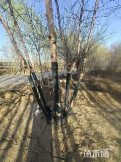 高度600厘米丛生白桦