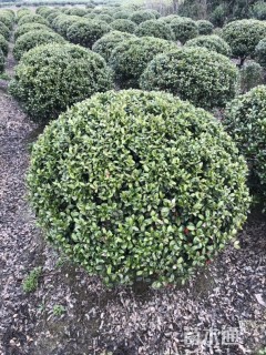 冠幅80厘米无刺枸骨球