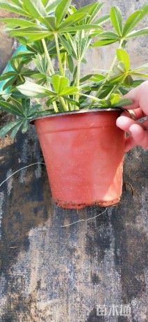 高度20厘米羽扇豆