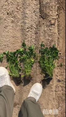 高度10厘米红花酢浆草