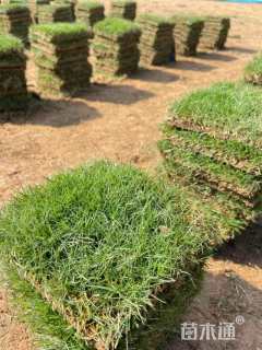 草块状马尼拉草