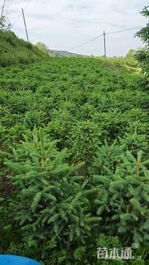 高度150厘米青海云杉