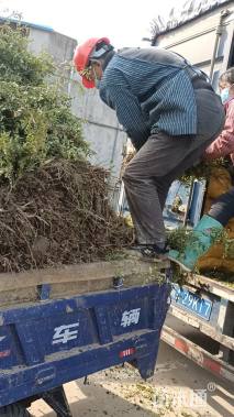 高度35厘米丰花月季小苗