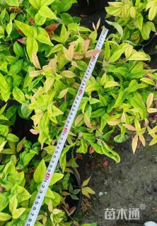 高度15厘米火焰南天竹