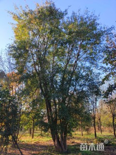 高度1000厘米丛生三角枫