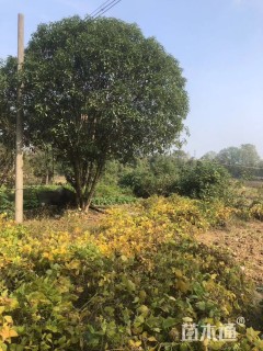 高度500厘米丛生桂花