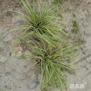 高度25厘米金叶苔草