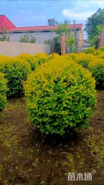 冠幅80厘米金叶女贞球
