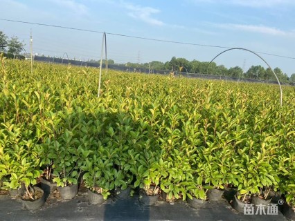 高度50厘米红叶石楠小苗