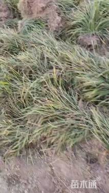 高度21厘米麦冬