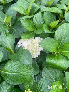 高度20厘米绣球