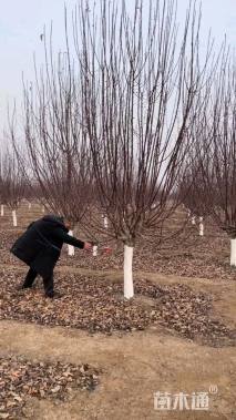 11公分绚丽海棠