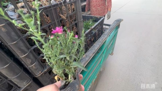 高度40厘米荷兰菊