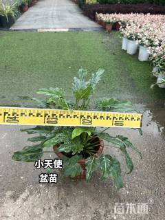 高度30厘米仙羽蔓绿绒